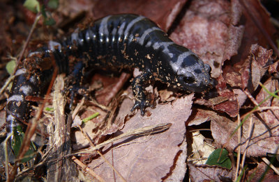 Marbled Salamander