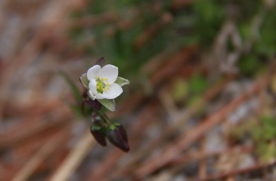 Spergula morisonii