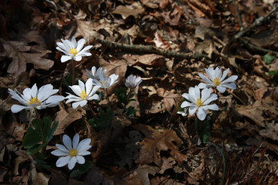 Sanguinarea canadensis- Bloodroot (in the yard)
