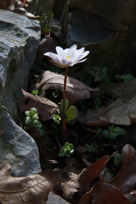 Sanguinarea canadensis- Bloodroot (in the yard)
