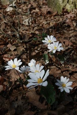 Sanguinarea canadensis- Bloodroot (in the yard)