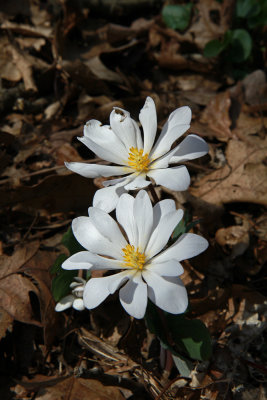 Sanguinarea canadensis- Bloodroot (in the yard)
