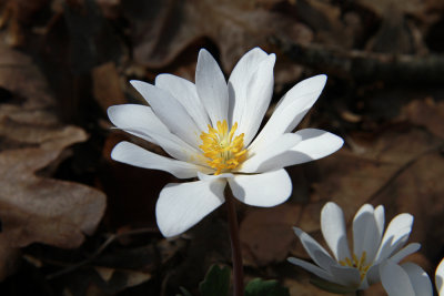 Sanguinarea canadensis- Bloodroot (in the yard)