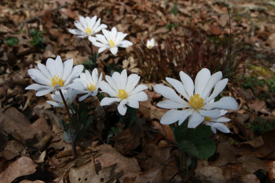 Sanguinarea canadensis- Bloodroot (in the yard)