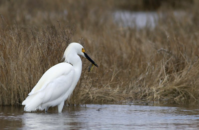 Snowy Egret