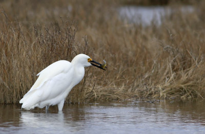 Snowy Egret