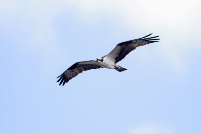Osprey
