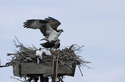 Osprey pair