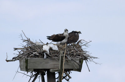 Osprey pair