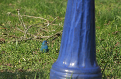 Indigo Bunting in yard (taken through window)