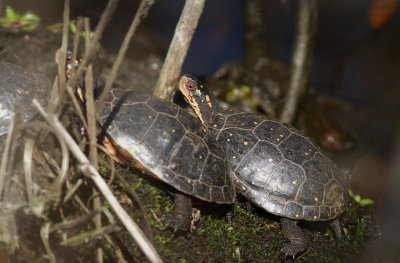 Spotted Turtles