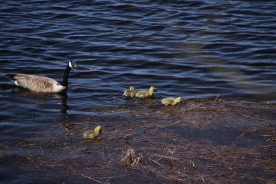 Canada Goose and goslings