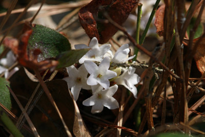 Epigaea repens-Trailing Arbutus