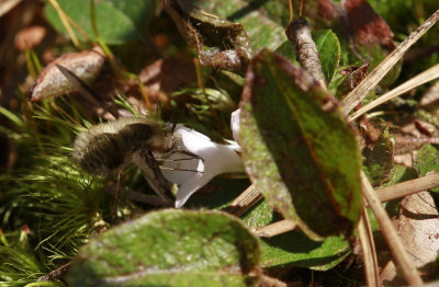 Epigaea repens-Trailing Arbutus with Bee fly