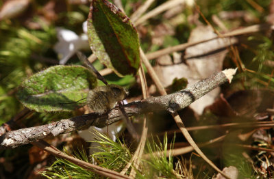 Epigaea repens-Trailing Arbutus with Bee fly