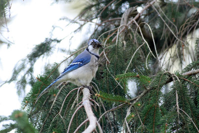 Blue Jay with nesting material