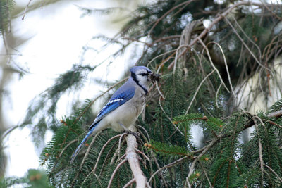 Blue Jay with nesting material