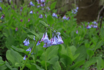 Mertensia virginica- Virginia Bluebells