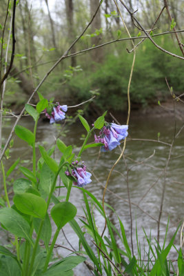 Mertensia virginica- Virginia Bluebells