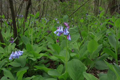 Mertensia virginica- Virginia Bluebells