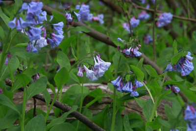 Mertensia virginica- Virginia Bluebells