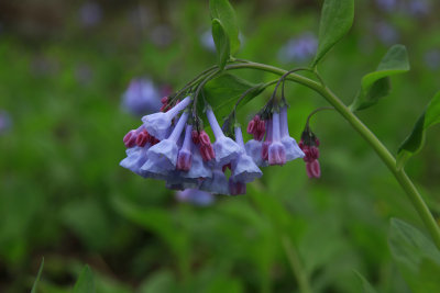 Mertensia virginica- Virginia Bluebells