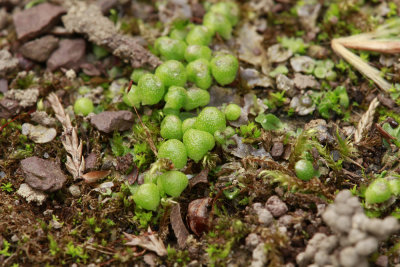 Liverworts