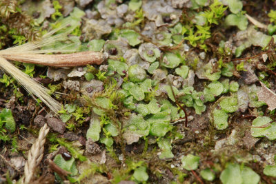 Liverworts