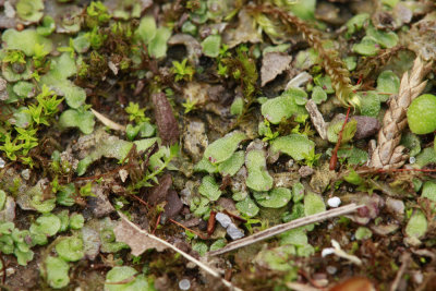 Liverworts