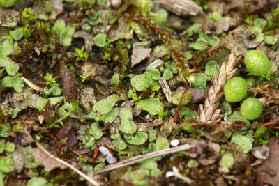 Liverworts