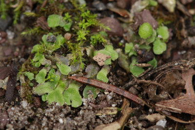 Liverworts