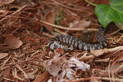 Northern Watersnake (juvenile)