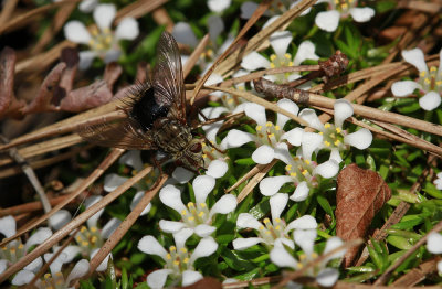 Pyxidanthera barbulata- Pyxie