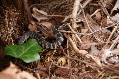 Northern Watersnake (juvenile)