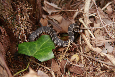 Northern Watersnake (juvenile)