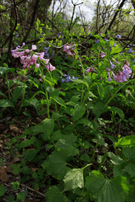 Oh no, more bluebells!