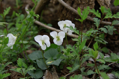 Viola striata- Striped Cream Violet