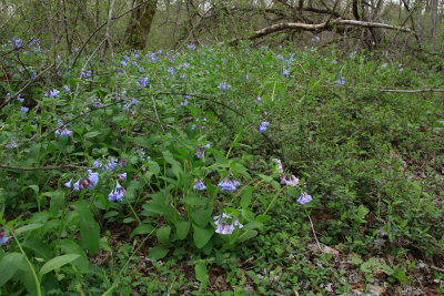 Mertensia virginica- Virginia Bluebells