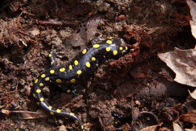 Spotted Salamander (2 of 2)