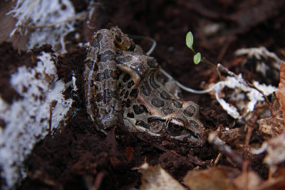 Pickerel Frog