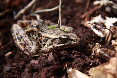 Pickerel Frog