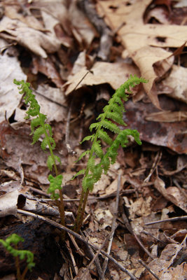 Diplazium acrostichoides- Silvery Glade Fern