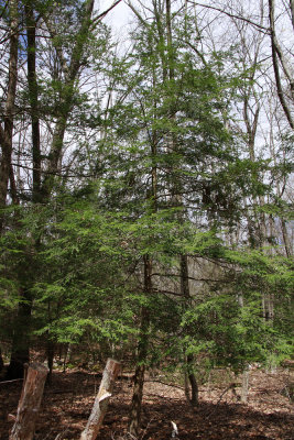 Tsuga canadensis- Eastern Hemlock