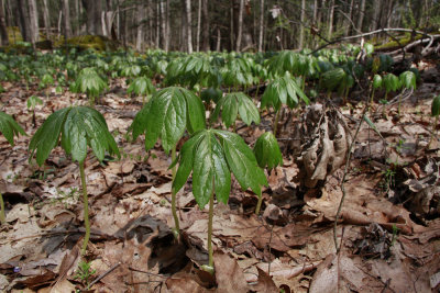 Podophyllum peltatum- Mayapple