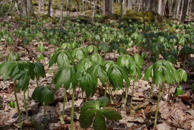 Podophyllum peltatum- Mayapple