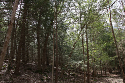 Eastern Hemlock forest