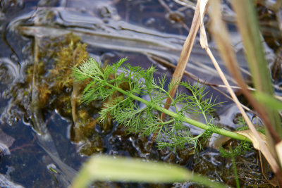 Ranunculus flabellaris-Yellow Water Buttercup