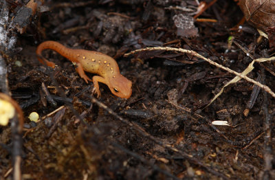 Red Eft