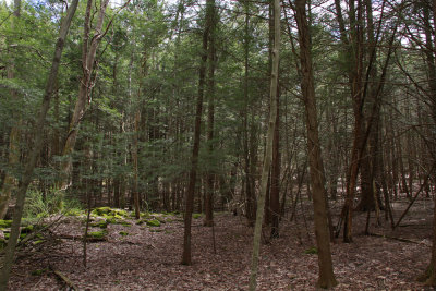 Hemlocks