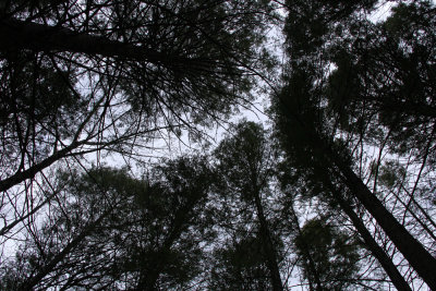 Hemlocks